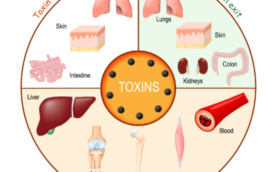 Why toxins build up in our body